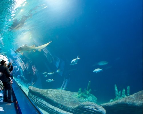 Aquatic Tank Chillers