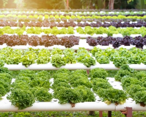 Hydroponic Chillers