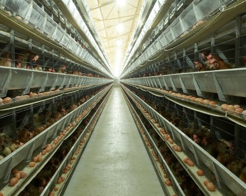Poultry Chillers