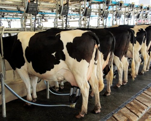 milk chiller for dairy farm