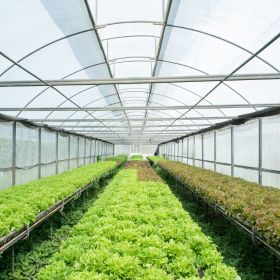 نظام الزراعة المائية العميقة القائم على البيوت الزجاجية